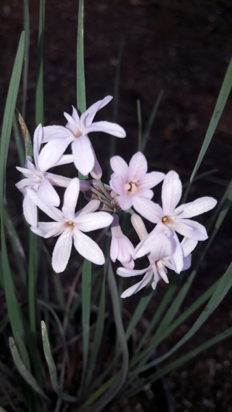 1 Beeches Farm Cottages